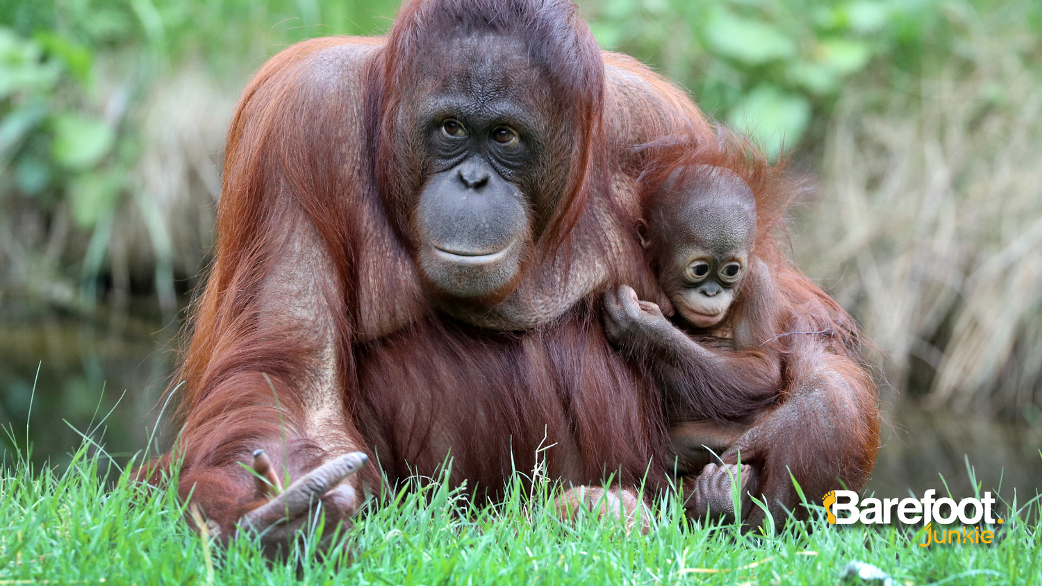 Helping Orangutans in Borneo wearing Vibram Five Fingers